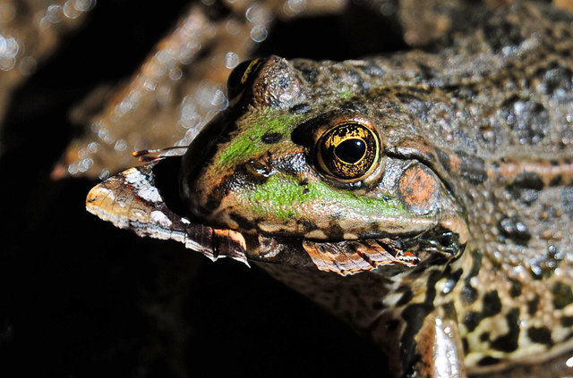 Es war einmal ... ein Admiral! - Welche Wirkung wohl Schmetterlinge im Bauch bei Froschnaturen haben?