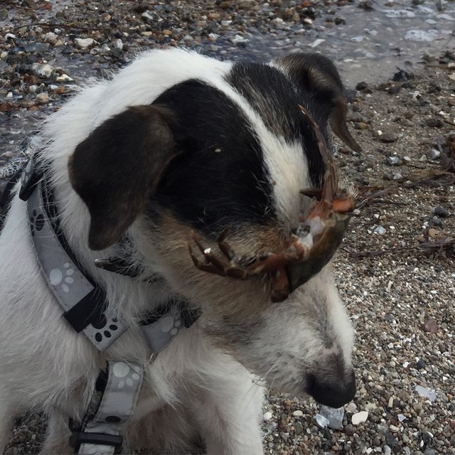 Krabben-Kur an der Ostsee machen, eine Woche Wind und Regen macht fit für die nächste Hitzewelle in der Heimat.