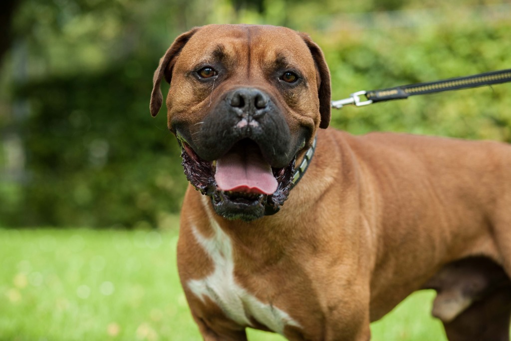 Tiere Suchen Ein Zuhause Spittal