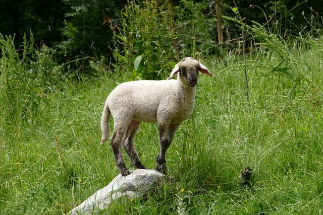 Misstrauisch beäugt das Schaf den Fotografen…