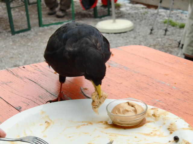 freche Bergdohle bei der Coburger Hütte