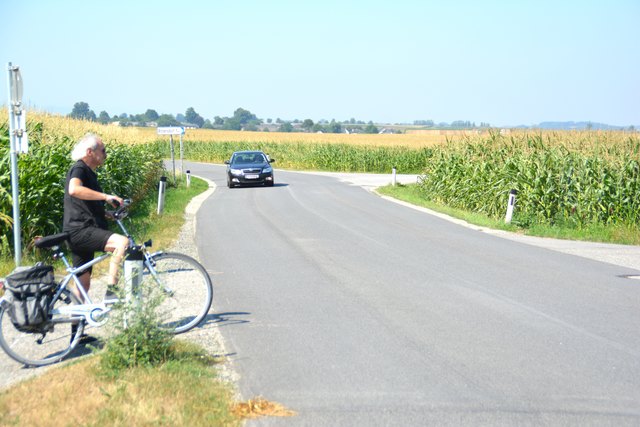 Vorsicht ist geboten: Die mannshohen Pflanzen zwischen St. Pölten und Ober-Grafendorf "verschlucken" Radler und Autofahrer.