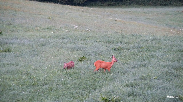 Wildwechsel im Hagertal bei Kössen in Tirol