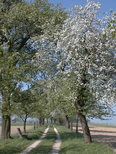 Foto: Stadtmarketing Grieskirchen