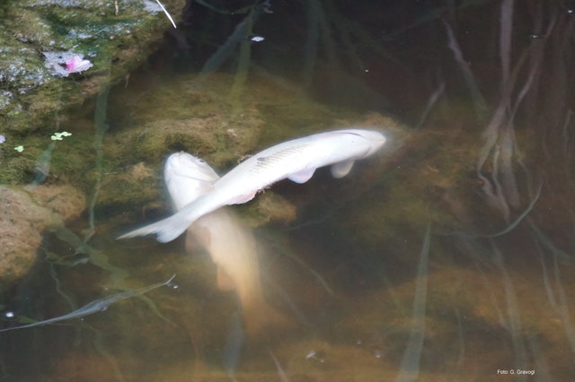 Foto: Karl Gravogl