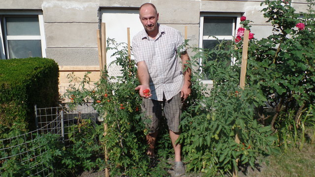 Stolz präsentiert Gerhard Smekal die liebevoll gepflegten Tomaten aus seinem Vorgarten. | Foto: Corona Gsteu