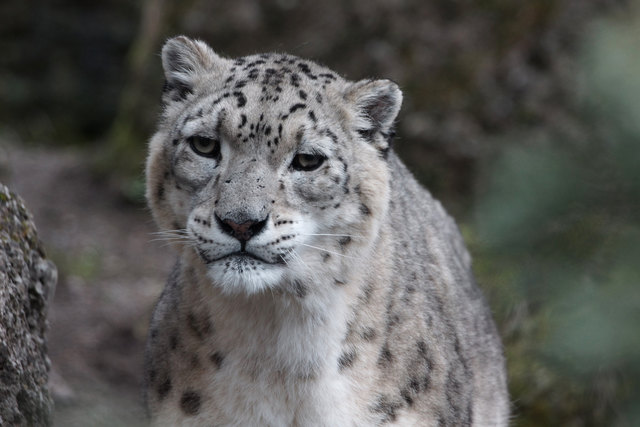 Foto: Zoo Salzburg