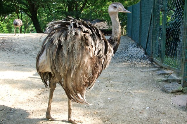 Der Nandu ist in Südamerika beheimatet, lebt in Savannenhabitate. Bei der Flucht erreicht er 60 kmh
