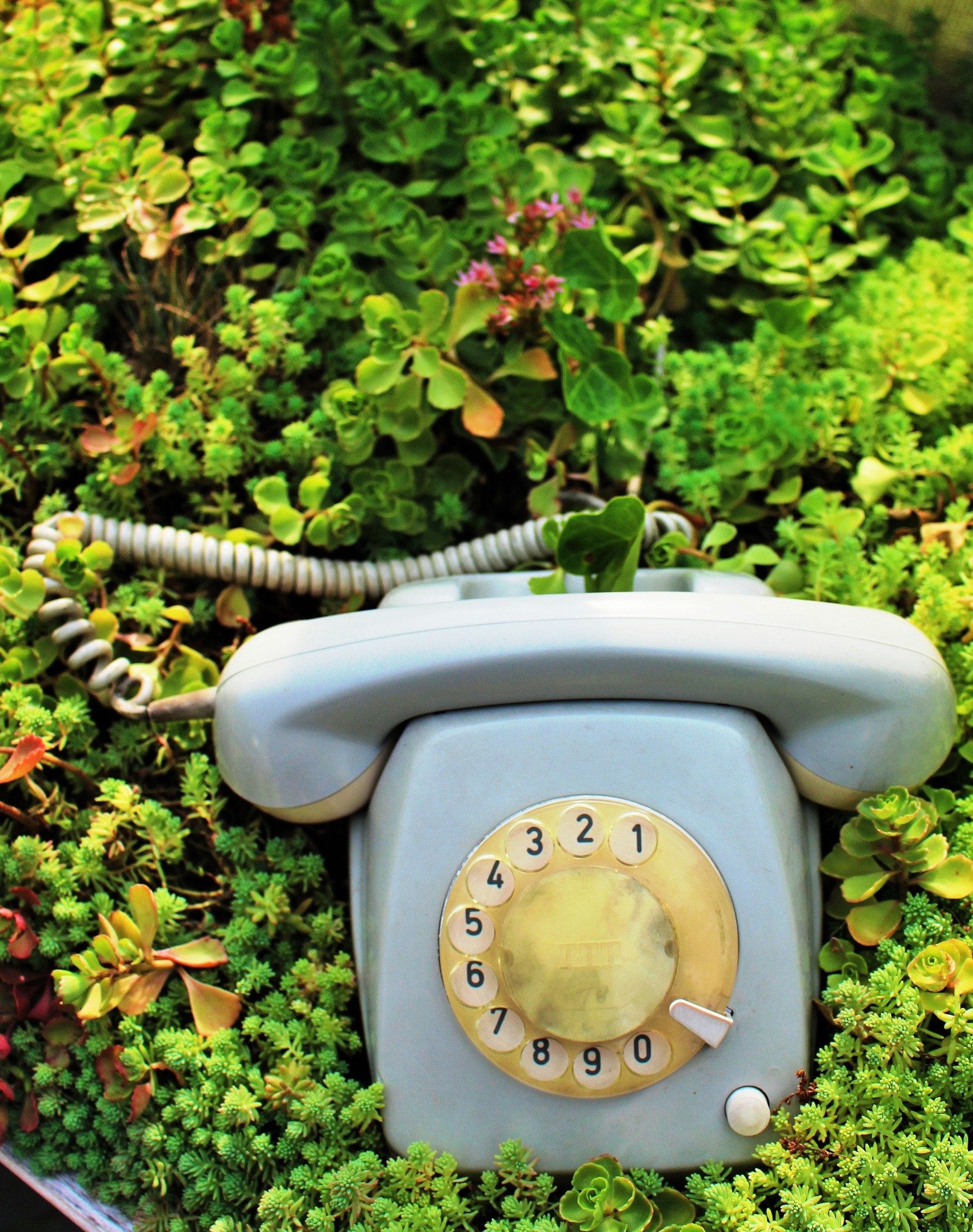 Das Gartentelefon auf der Garten Tulln Tulln