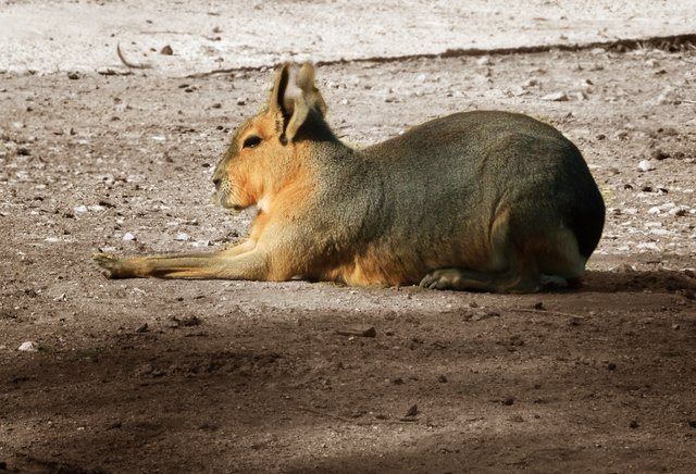 oder Großer Mara, diese Tiere haben eine einmalige Kombination unter Säugetieren, sie leben streng monogam und eine gemeinsame Jungenaufzucht. Die Wurfgröße beträgt durchschnittlich 2 Jungtiere jährlich. Zur Aufzucht errichten bis zu 30 Paare ein gemeinsa