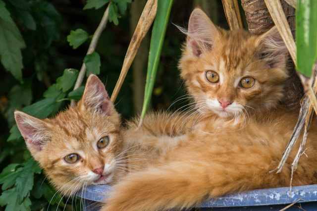 Es geht doch nichts über ein schattiges Plätzchen !