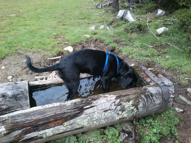 Miro sucht Abkühlung im Brunnen