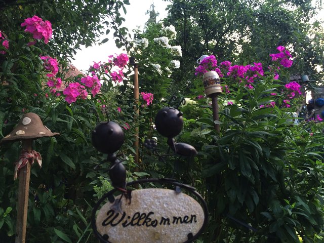 Der Phlox wächst heuer in den Himmel