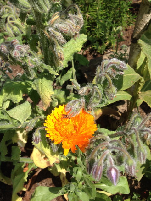 Ringelblume und Borretsch