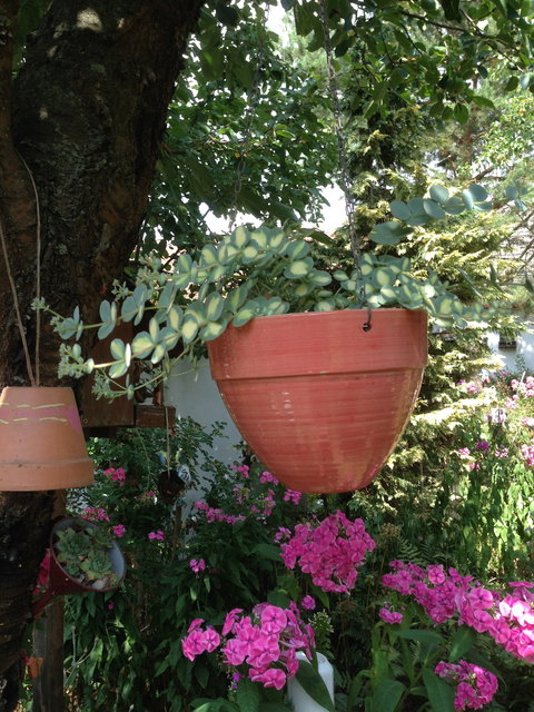 Theresienkraut in luftiger Höhe