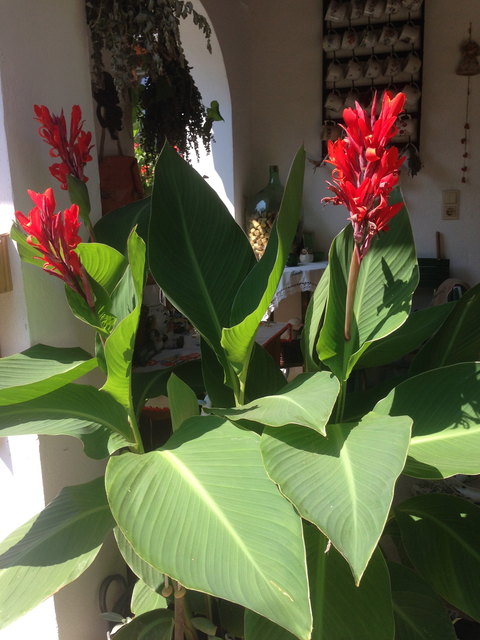 Canna in voller Pracht