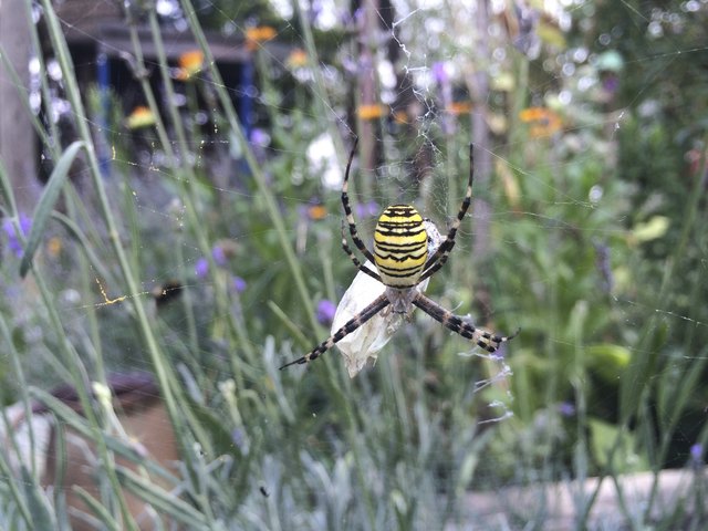 Wespenspinne im Lavendelstock