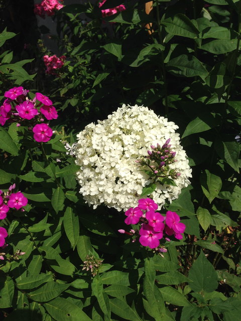 Der Phlox hat sich mit der Hortensie vereint