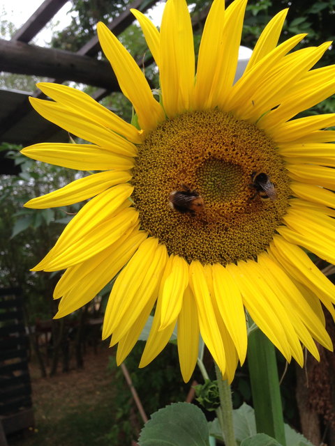 Sonnenblume mit Wespenbesuch