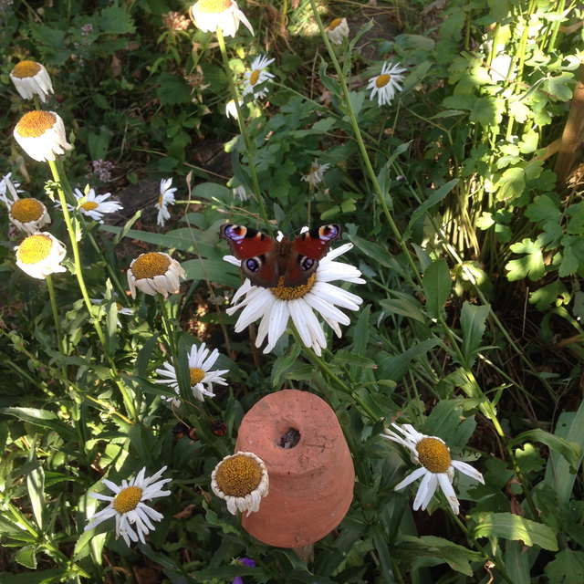 Tagpfauenauge im Margaritenbeet
