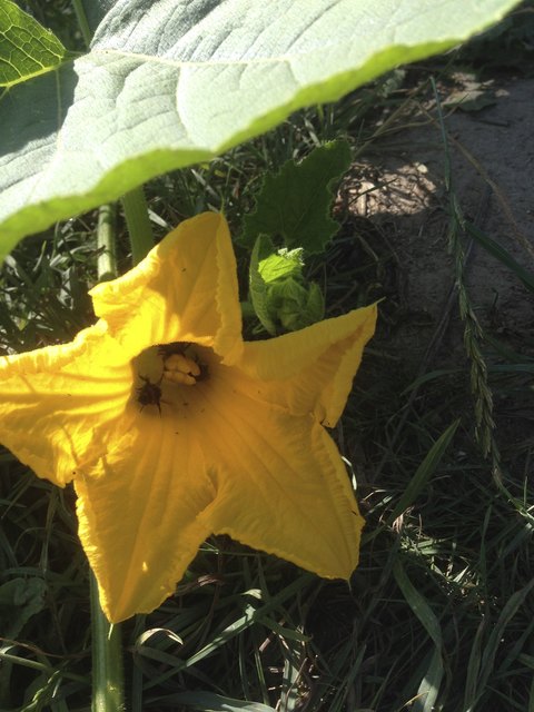 Emsige Besucher in der Kürbisblüte