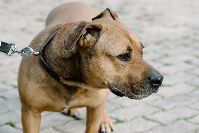 Hope braucht erfahrene Hundebesitzer, bzw. eine starke Hand. Dan ist sie lieb und gefolgig. | Foto: TSV Reutte