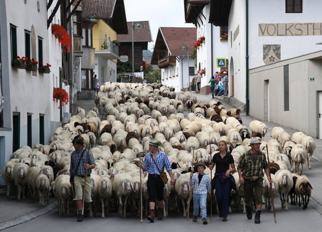 Rund 1.200 Schafe kommen am 6. September von der Alm nach Axams – ein Abtriebsfest ist inklusive! | Foto: privat
