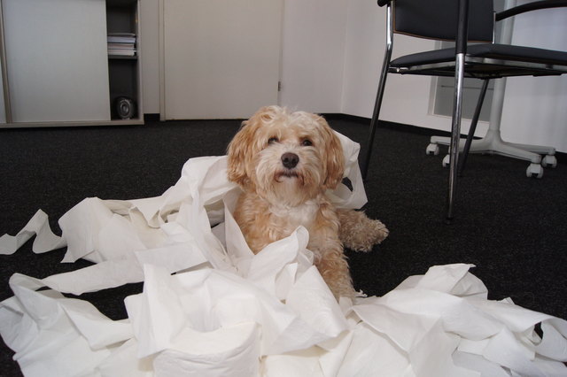 Redaktionshund Bono beim Schnüffel- und Geschmackstest. | Foto: Gstraunthaler