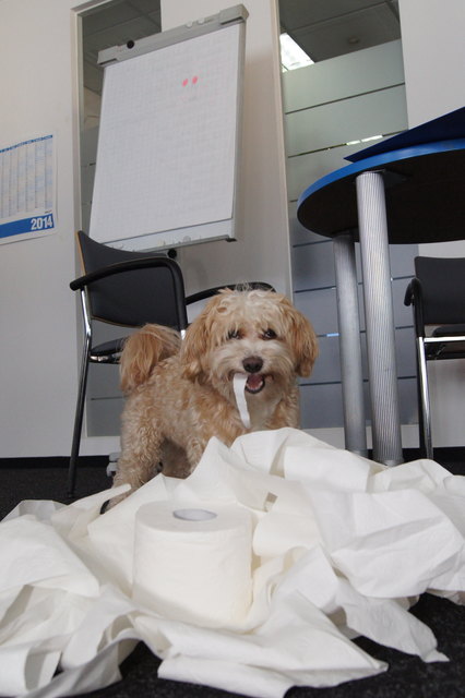 Redaktionshund Bono beim Schnüffel- und Geschmackstest. | Foto: Gstraunthaler