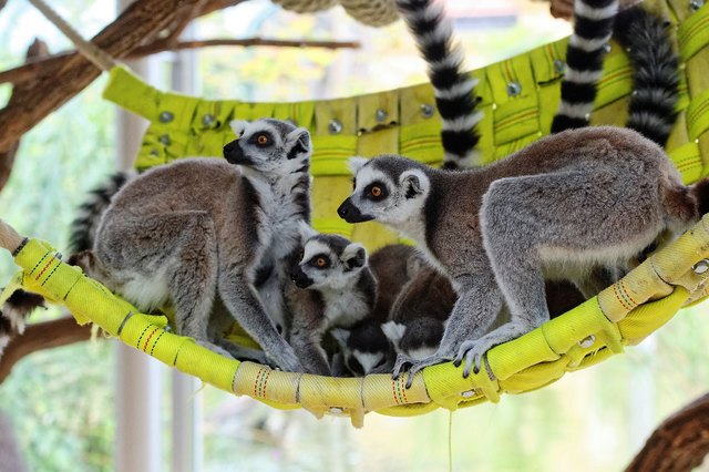Foto: Tiergarten Schönbrunn/Norbert Potensky