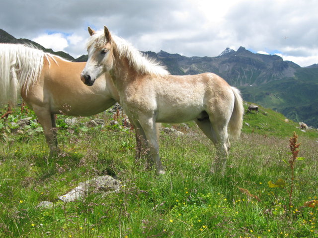 Foto: Rudolf Schöpf