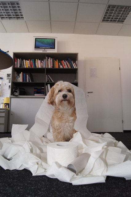 Redaktionshund Bono beim Schnüffel- und Geschmackstest.