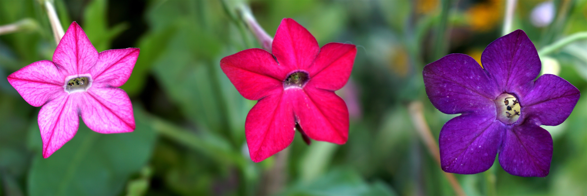 dIE tABAKBLUME Weiz