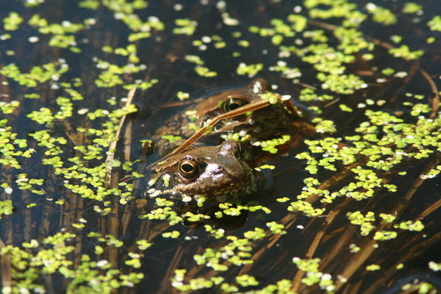 Foto: Walter Michaeler