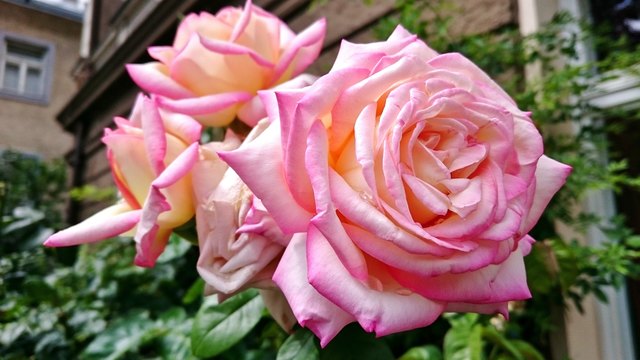 Diese prächtigen Rosen in einem kleinen Vorgarten in der Innsbrucker Franz-Fischer-Straße stehen in voller Blüte.