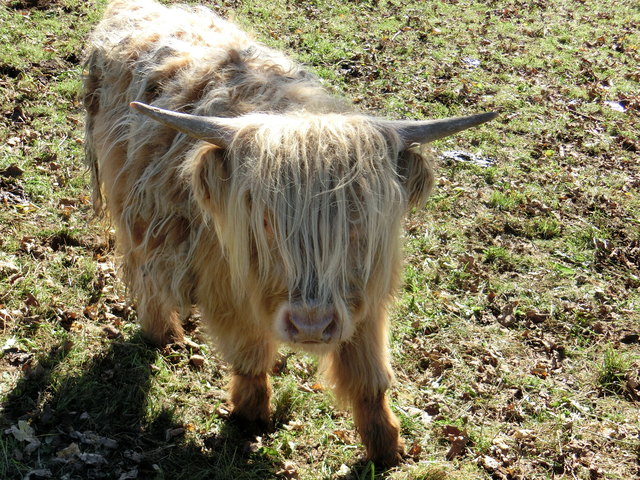 Hochlandrind