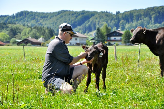 Als einziger Österreicher züchtet der Thalgauer Anton Leitner Bio-Wagyu-Rinder. Im Bild mit dem Kalb Valentin.