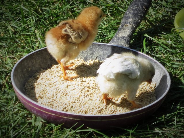 Wenn wir groß sind, werden wir ein Brathendl ;-)