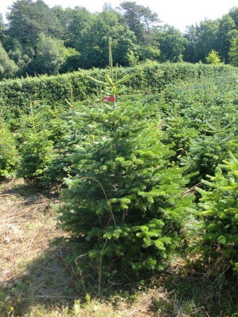 http://www.weihnachtsbaum-zentrale.de/nordmanntannen-service/weihnachtsbaeume-%C3%B6sterreich/