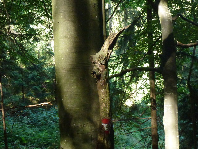 durch den Wald zum Mostbrunnen