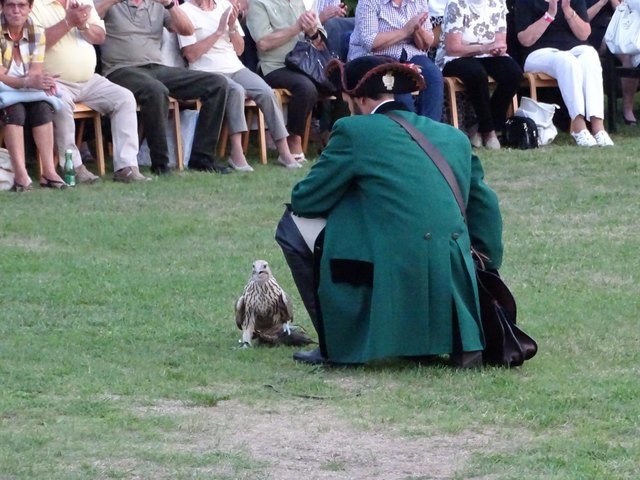 Einer der fliegenden Stars des Spektakels: Ein Nordischer Gerfalke.