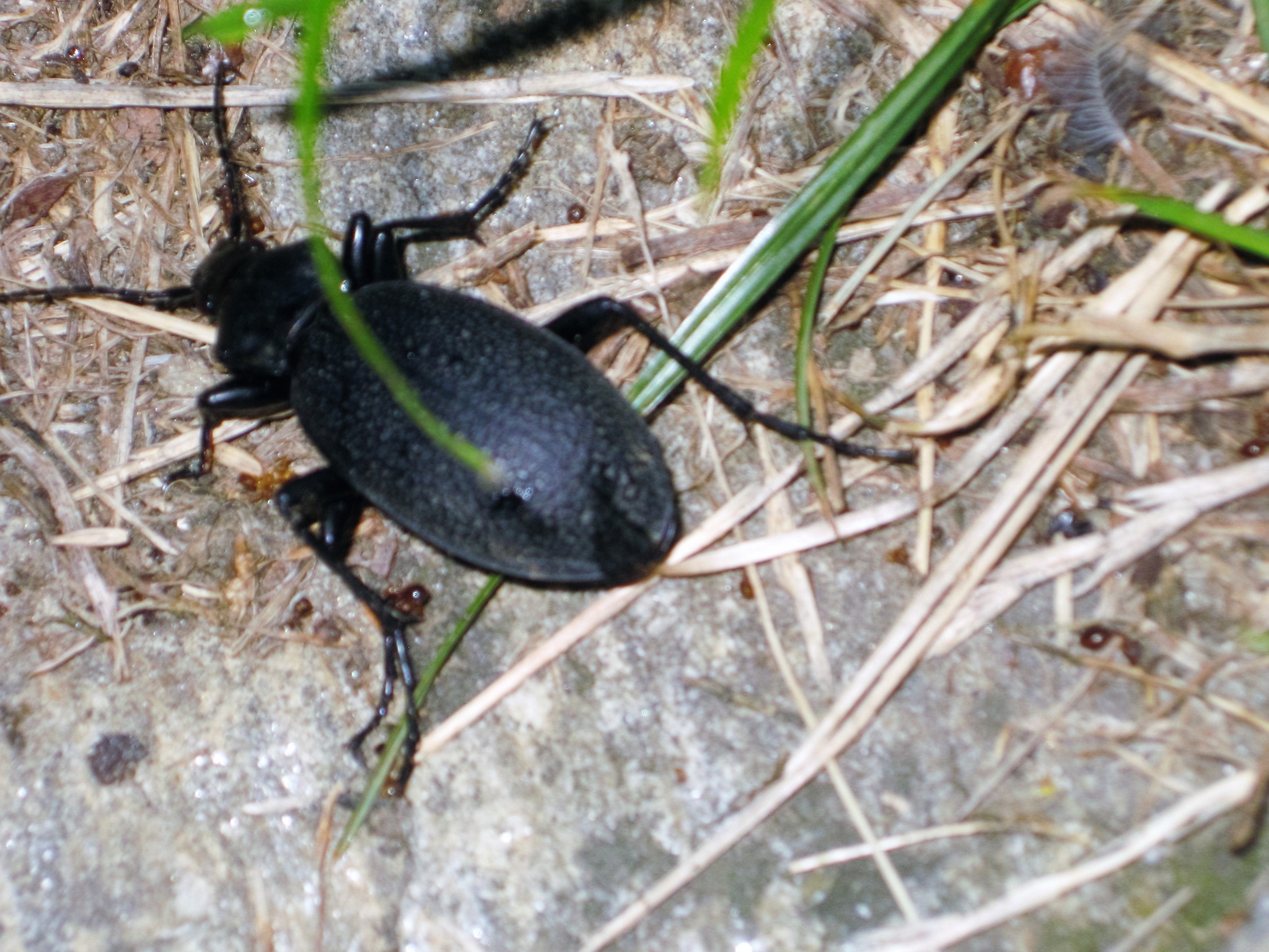 Ein flotter Käfer - Horn
