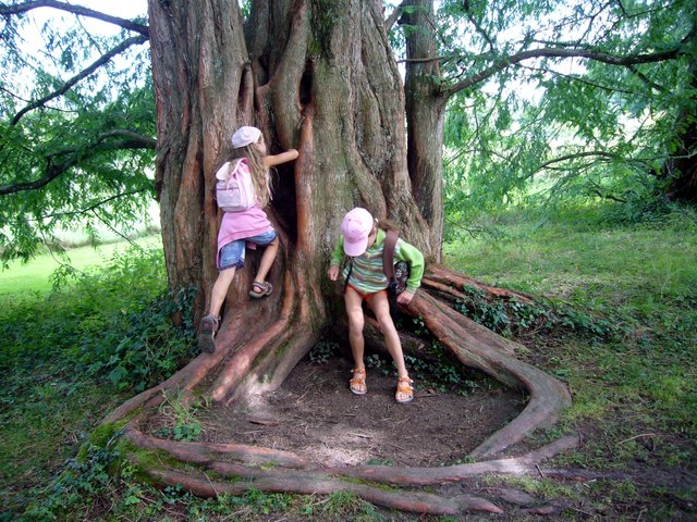 Chinesischer Rotholzbaum - Insel Mainau