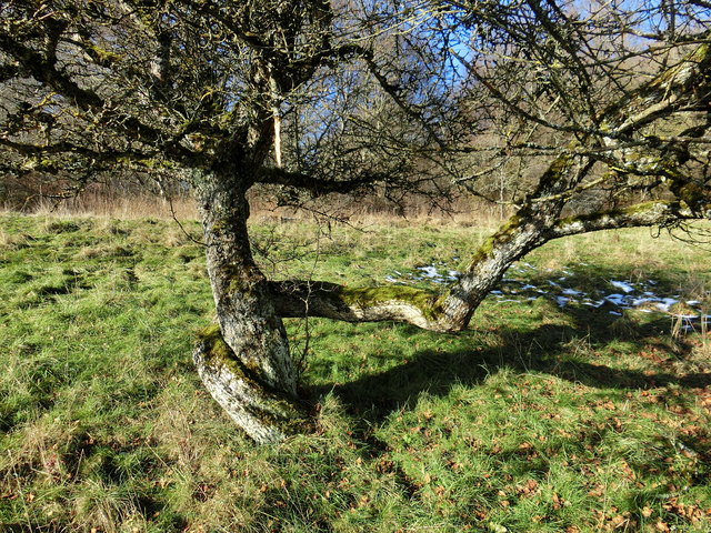 2 sich liebende Apfelbäume - oder doch nicht . . .?