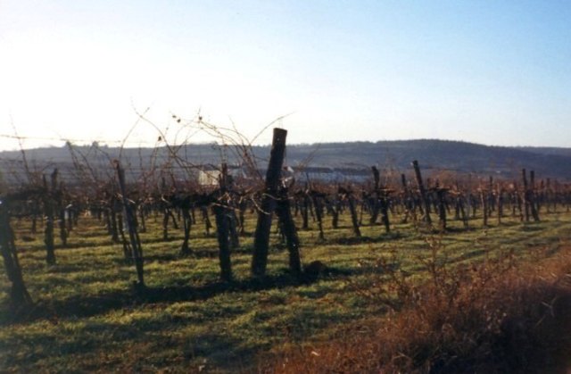 Weingarten im Januar, vermutlich Steinbügelgasse
