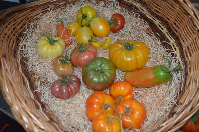 Viele verschiedene Farben, Formen und Größen haben die meist exotischen Tomaten.