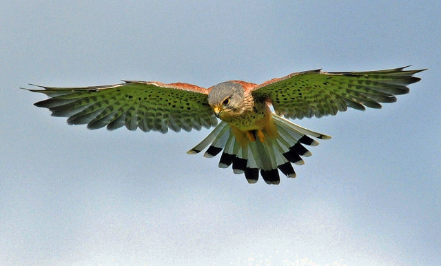 In der Größe unterscheiden sich die Geschlechter der Turmfalken kaum, allerdings ist das Männchen wie bei vielen Vogelarten bunter gefärbt. Das Bild zeigt ein rüttelndes Männchen.