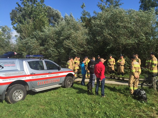 Suchtrupps der Feuerwehr und der Tierrettung durchkämmen seit Freitag das Gebiet, in dem die Schlange vermutet wird. | Foto: FF St. Georgen