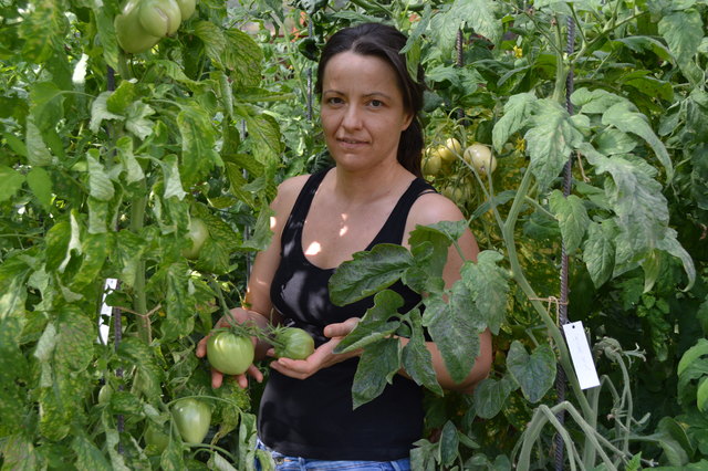 Die Waldsteiner Künstlerin und Restauratorin Mariya Tauschitz fühlt sich sichtlich wohl in ihrem "Tomaten-Dschungel".