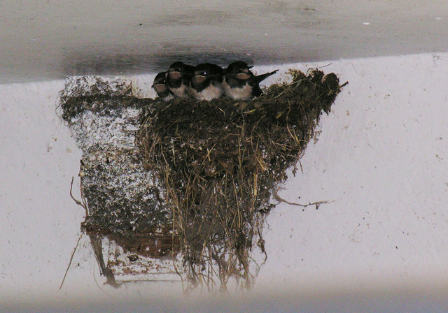 Vier junge Rauchschwalben im Nest. | Foto: Hemma Gressel/Birdlife